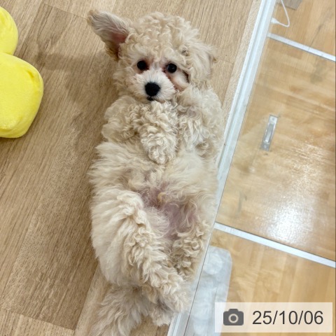 トイ・プードルの写真