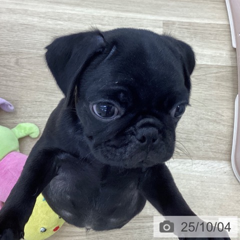 パグの写真
