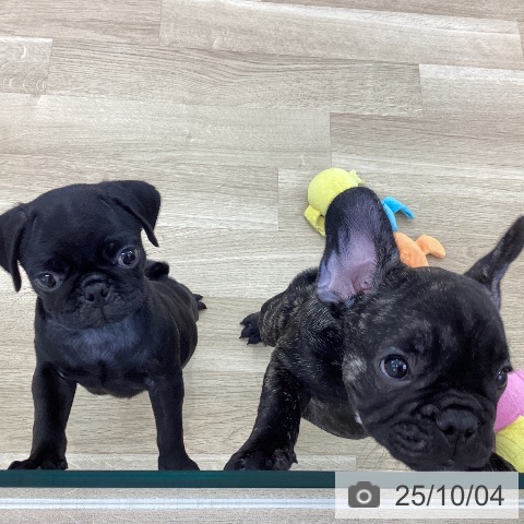 パグの写真