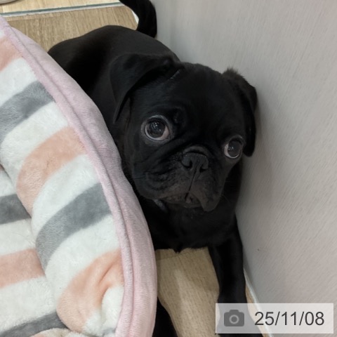 パグの写真