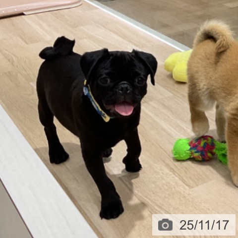 パグの写真
