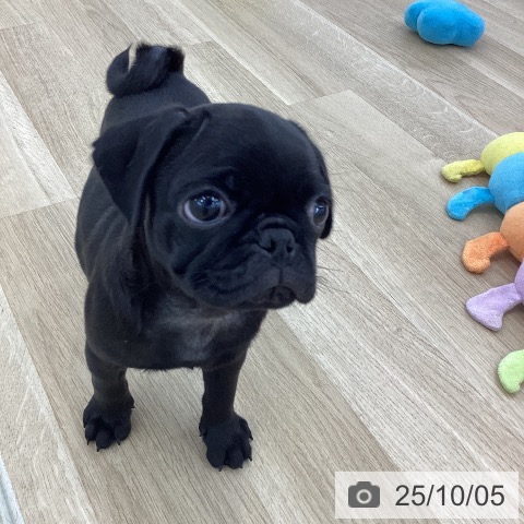 パグの写真