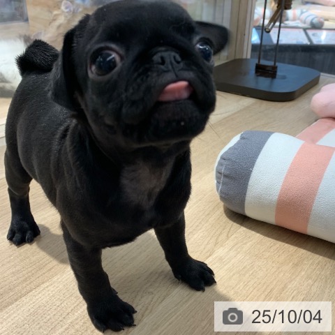 パグの写真