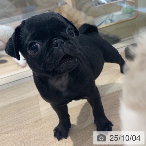 パグの写真