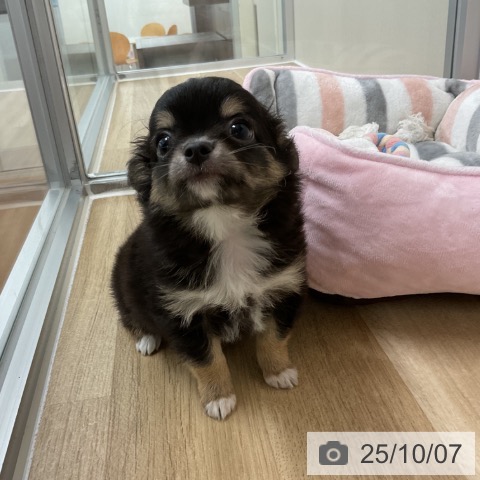 チワワの写真