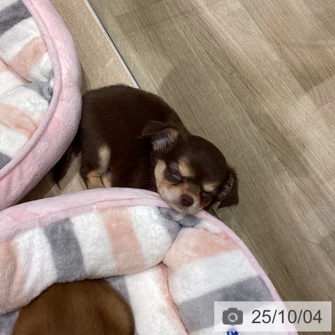 チワワの写真