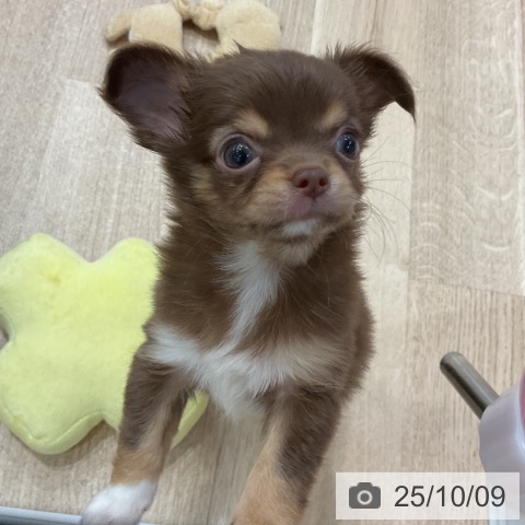 チワワの写真