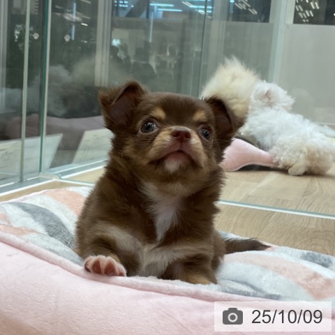 チワワの写真