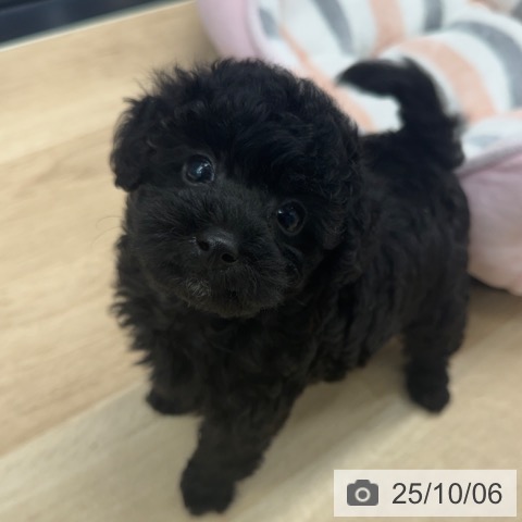 トイ・プードルの写真