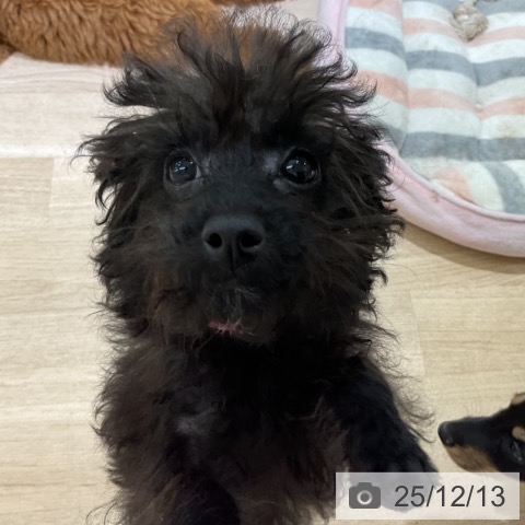 長野県のトイプードル(トイ) (ペットプラス 長野店/2025年8月4日生まれ/女の子/ブラック)の子犬の4枚目の画像