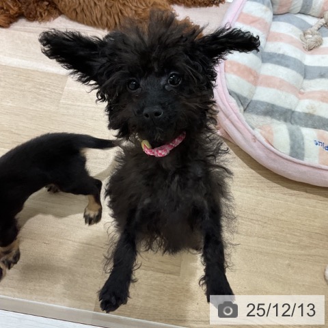 長野県のトイプードル(トイ) (ペットプラス 長野店/2025年8月4日生まれ/女の子/ブラック)の子犬の3枚目の画像