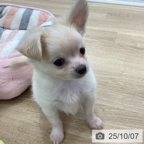 チワワの写真