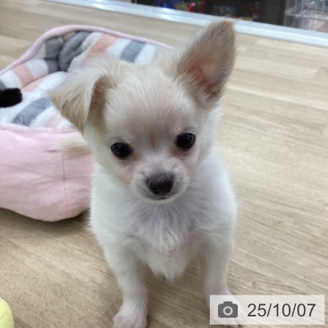 チワワの写真