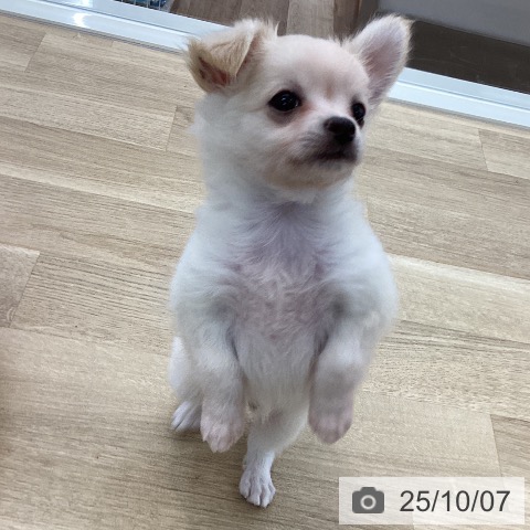 チワワの写真