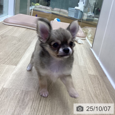チワワの写真