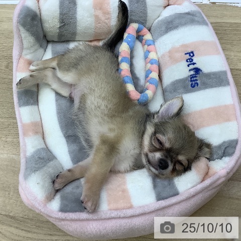 チワワの写真