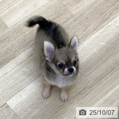 チワワの写真
