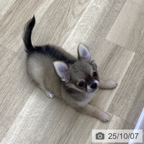 チワワの写真