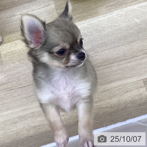 チワワの写真