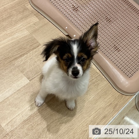 パピヨンの写真