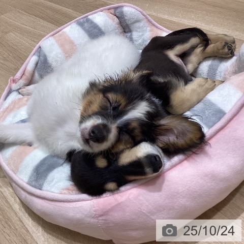 パピヨンの写真