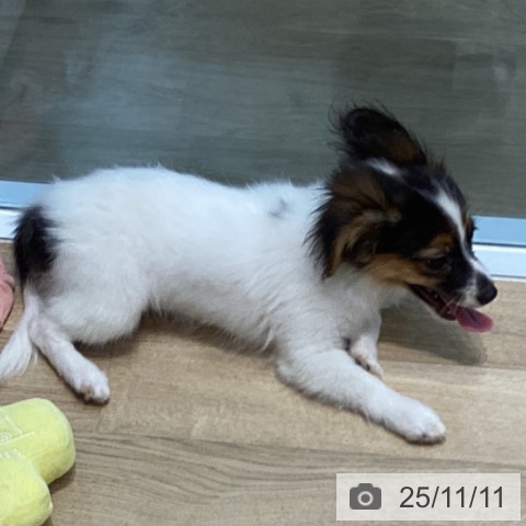 パピヨンの写真