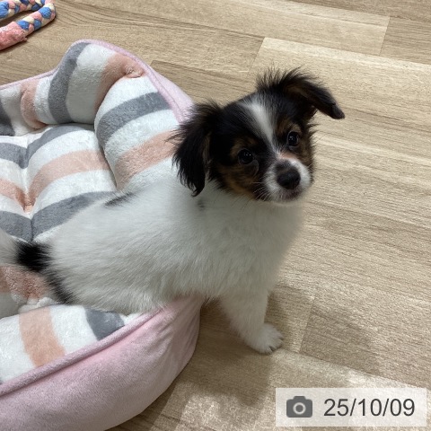 パピヨンの写真