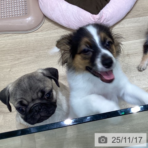 東京都のパピヨン (ペッツワン 青梅インター店/2025年8月5日生まれ/女の子/トライカラー)の子犬の3枚目の画像