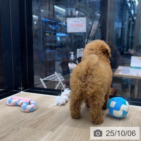 トイ・プードルの写真