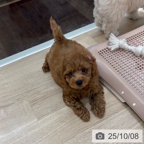 トイ・プードルの写真