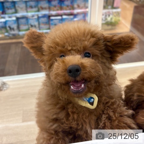 東京都のトイプードル(トイ) (ペッツワン 青梅インター店/2025年8月1日生まれ/男の子/レッド)の子犬の3枚目の画像