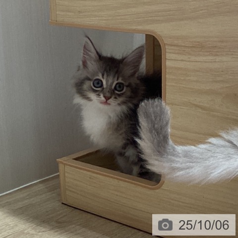 サイベリアンの写真