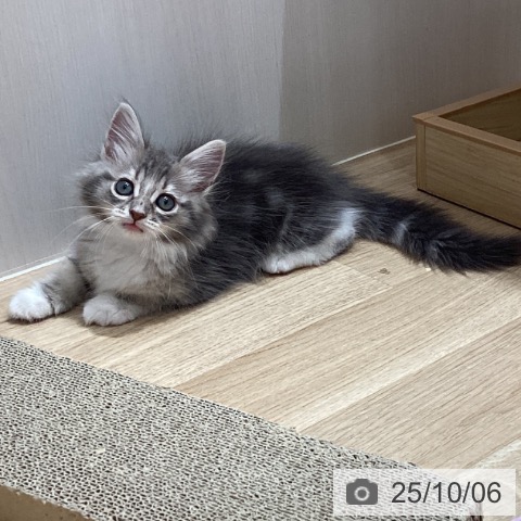サイベリアンの写真