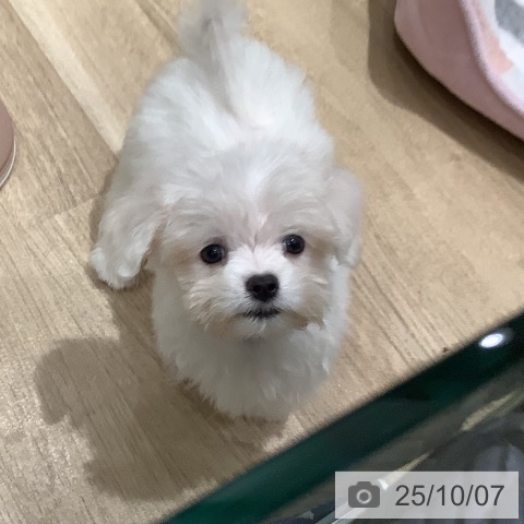 マルチーズの写真