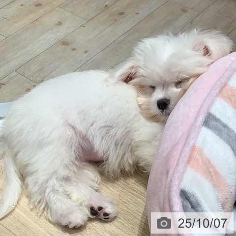 マルチーズの写真