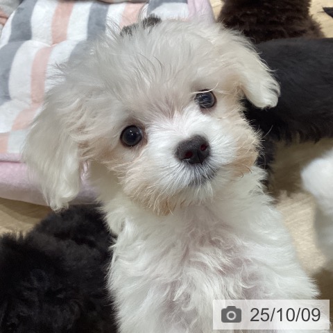 マルチーズの写真