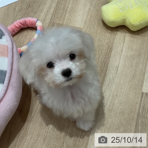 マルチーズの写真