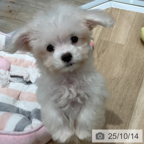 マルチーズの写真