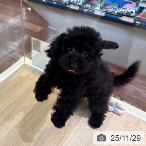 トイ・プードルの写真