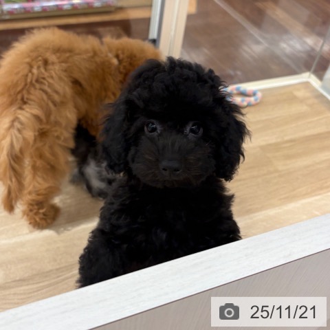 トイ・プードルの写真