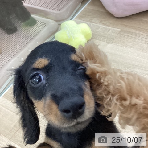 ミニチュア・ダックスフンドの写真