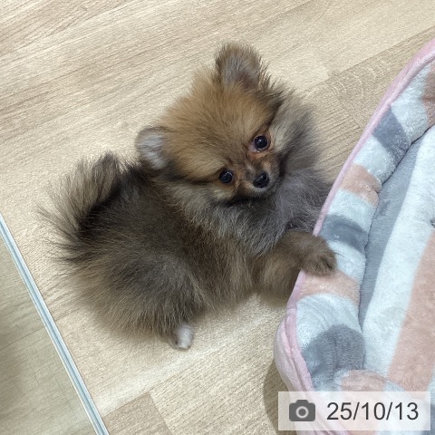 ポメラニアンの写真