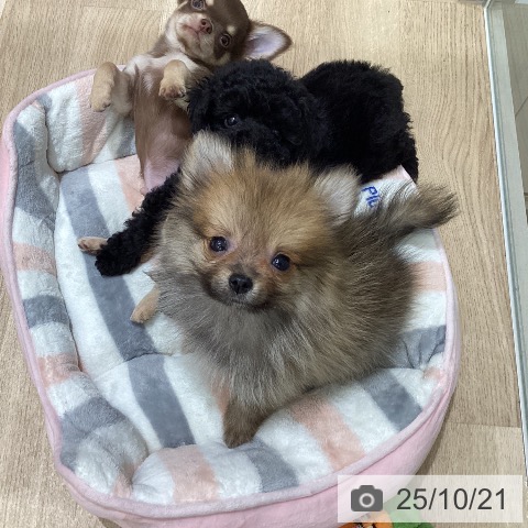 ポメラニアンの写真