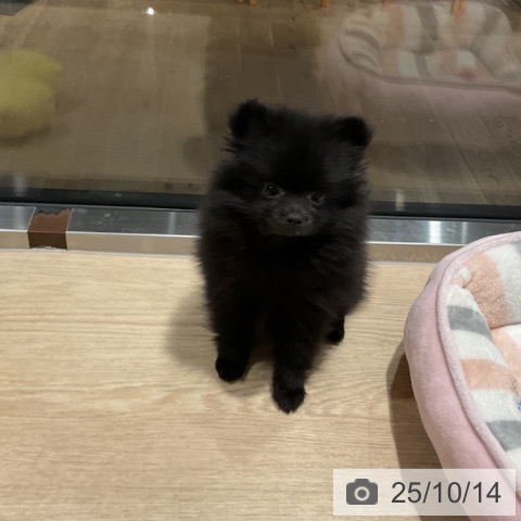 ポメラニアンの写真