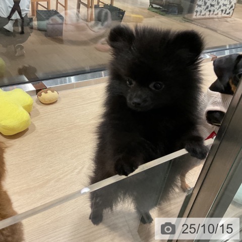 ポメラニアンの写真