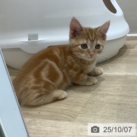 マンチカンの写真