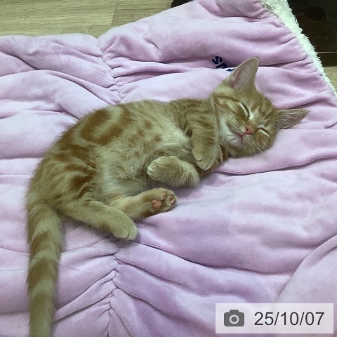 マンチカンの写真