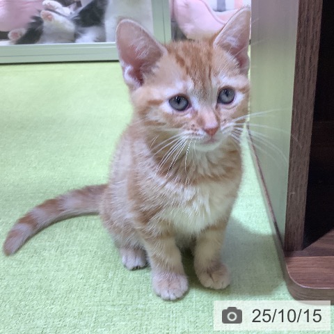 埼玉県のアメリカンショートヘアー (ペットプラス イオンモール春日部店/2025年7月24日生まれ/女の子/レッドタビー)の子猫の3枚目の画像