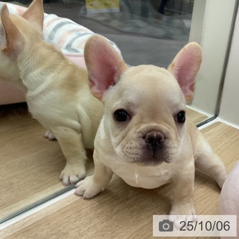 フレンチ・ブルドッグの写真