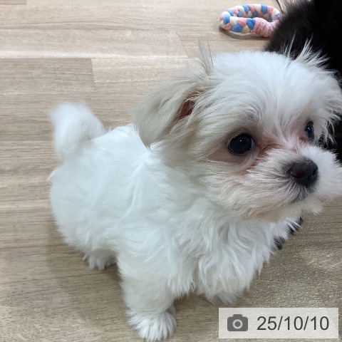 マルチーズの写真